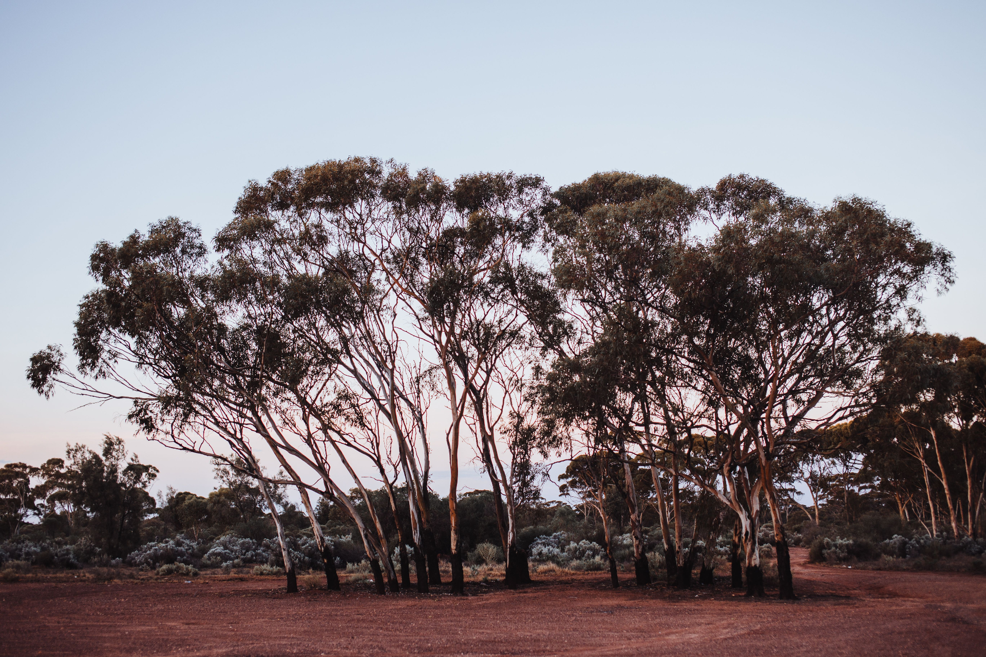 Land clearing and vegetation management in Inglewood, Northern Central Victoria