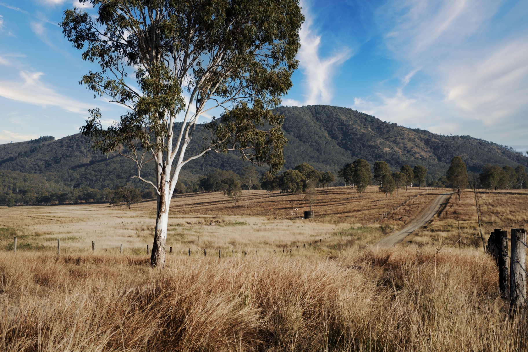 Land clearing and vegetation management in Mansfield, High Country